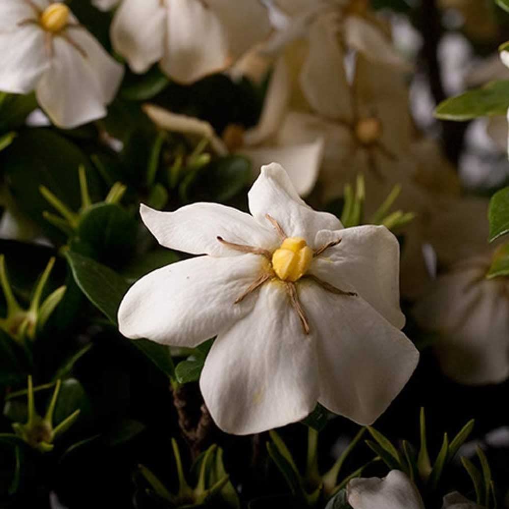 White Fragrant Gardenia Evergreen Shrub 2 Gallon A472
