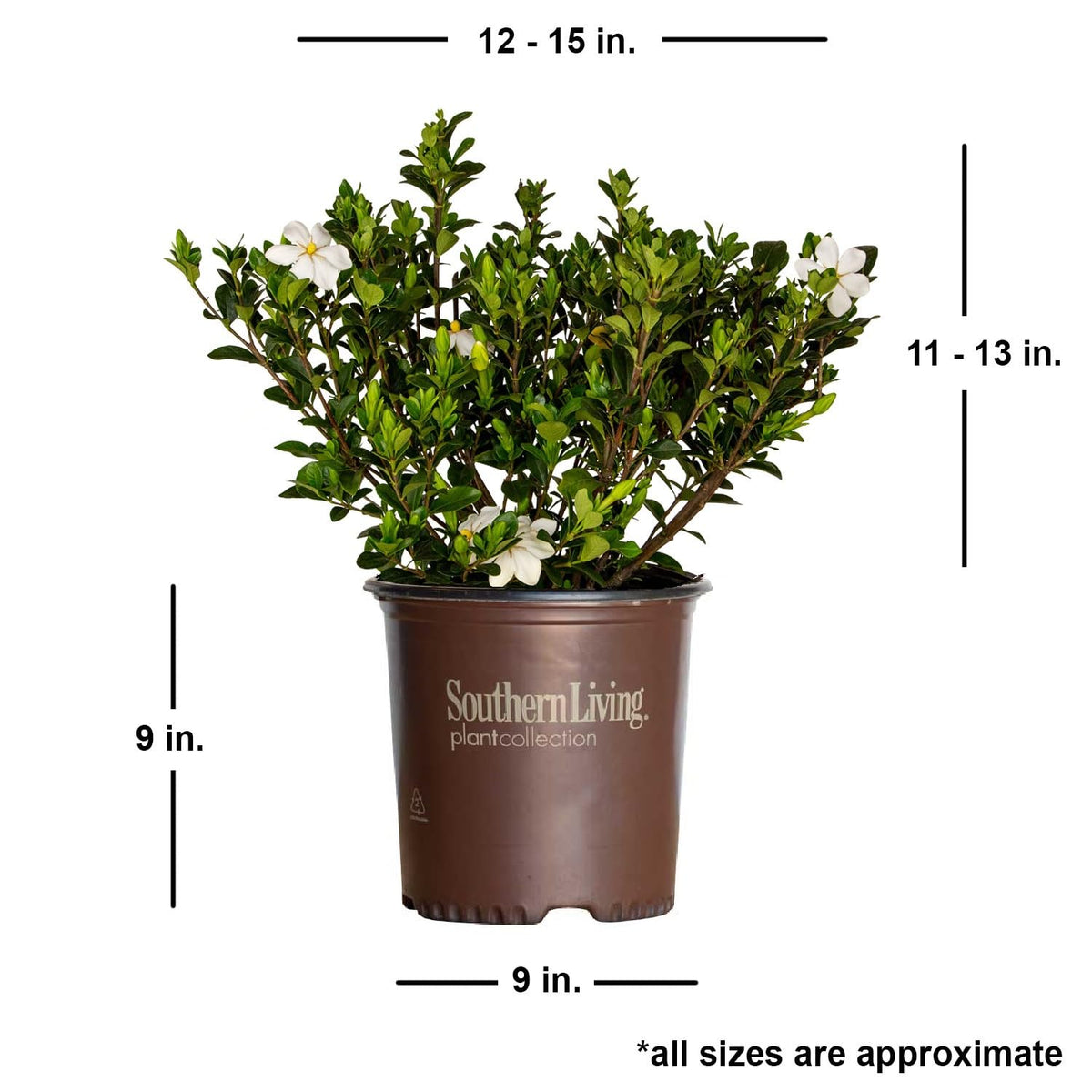White Fragrant Gardenia Evergreen Shrub 2 Gallon A472