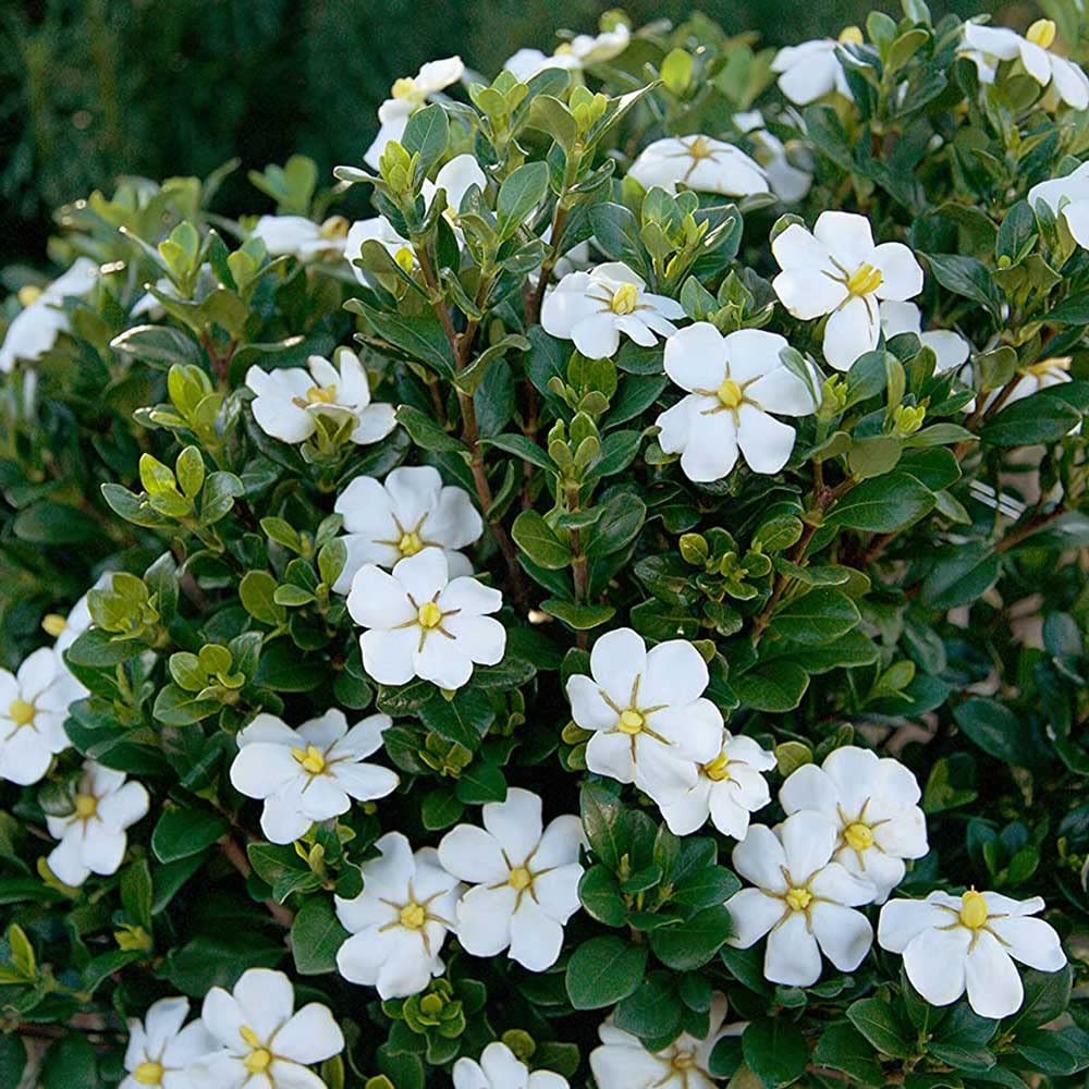 White Fragrant Gardenia Evergreen Shrub 2 Gallon A472
