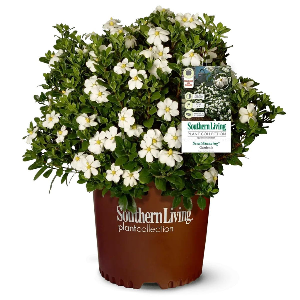 White Fragrant Gardenia Evergreen Shrub 2 Gallon A472