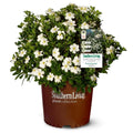 White Fragrant Gardenia Evergreen Shrub 2 Gallon A472