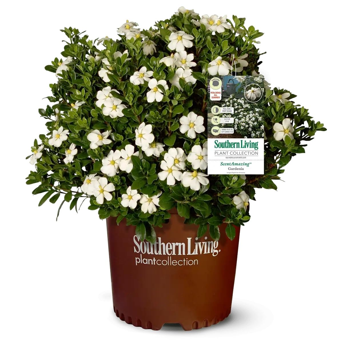 White Fragrant Gardenia Evergreen Shrub 2 Gallon A472