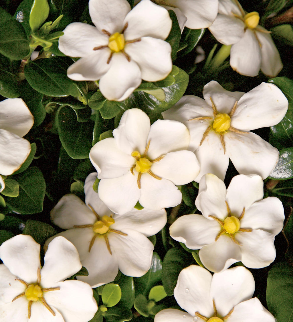 White Fragrant Gardenia Evergreen Shrub 2 Gallon A472