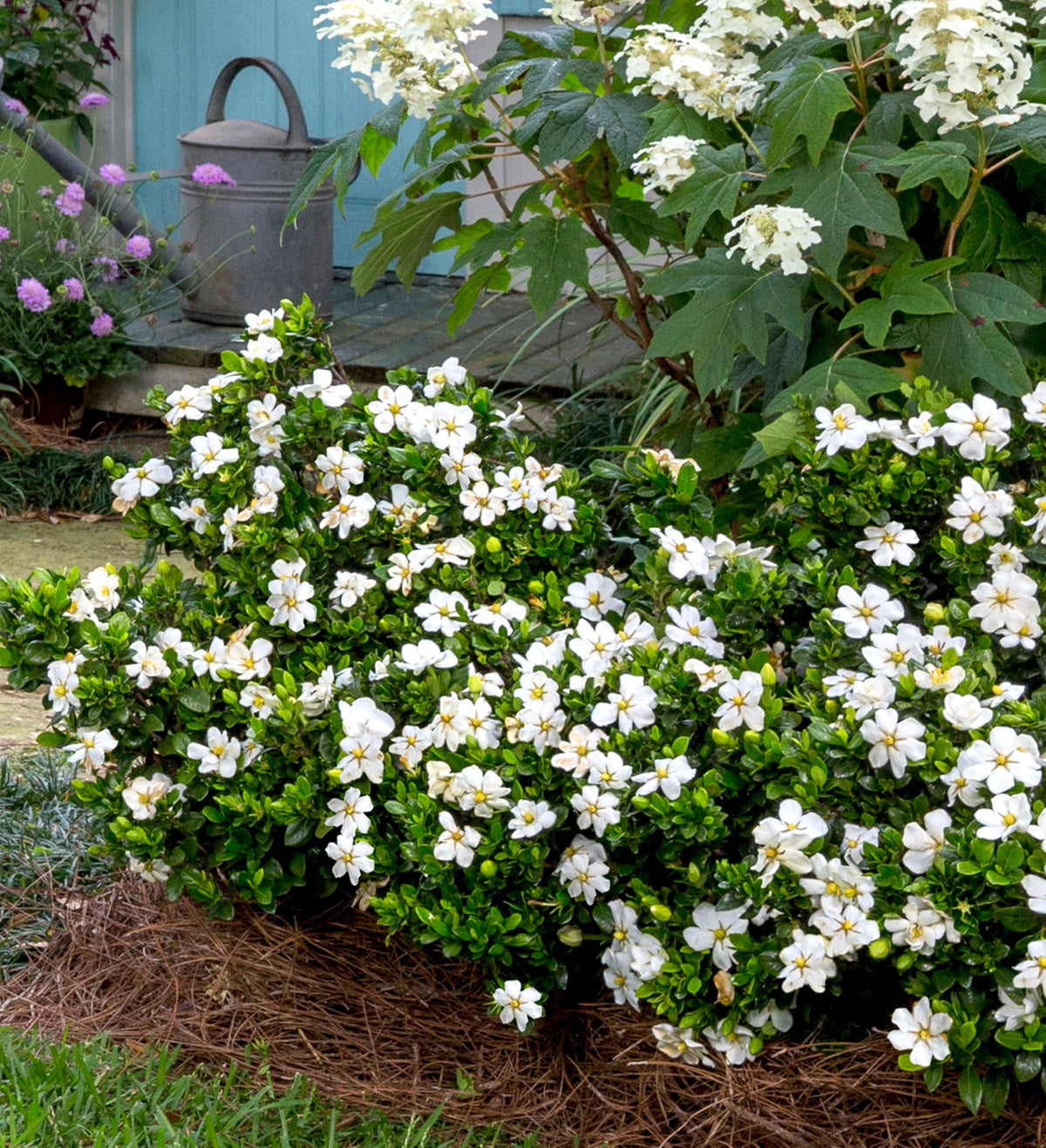 White Fragrant Gardenia Evergreen Shrub 2 Gallon A472